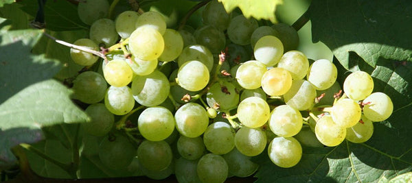 Grüner Veltliner