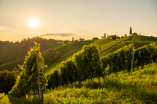 What Makes Austrian Wines So Exceptional?